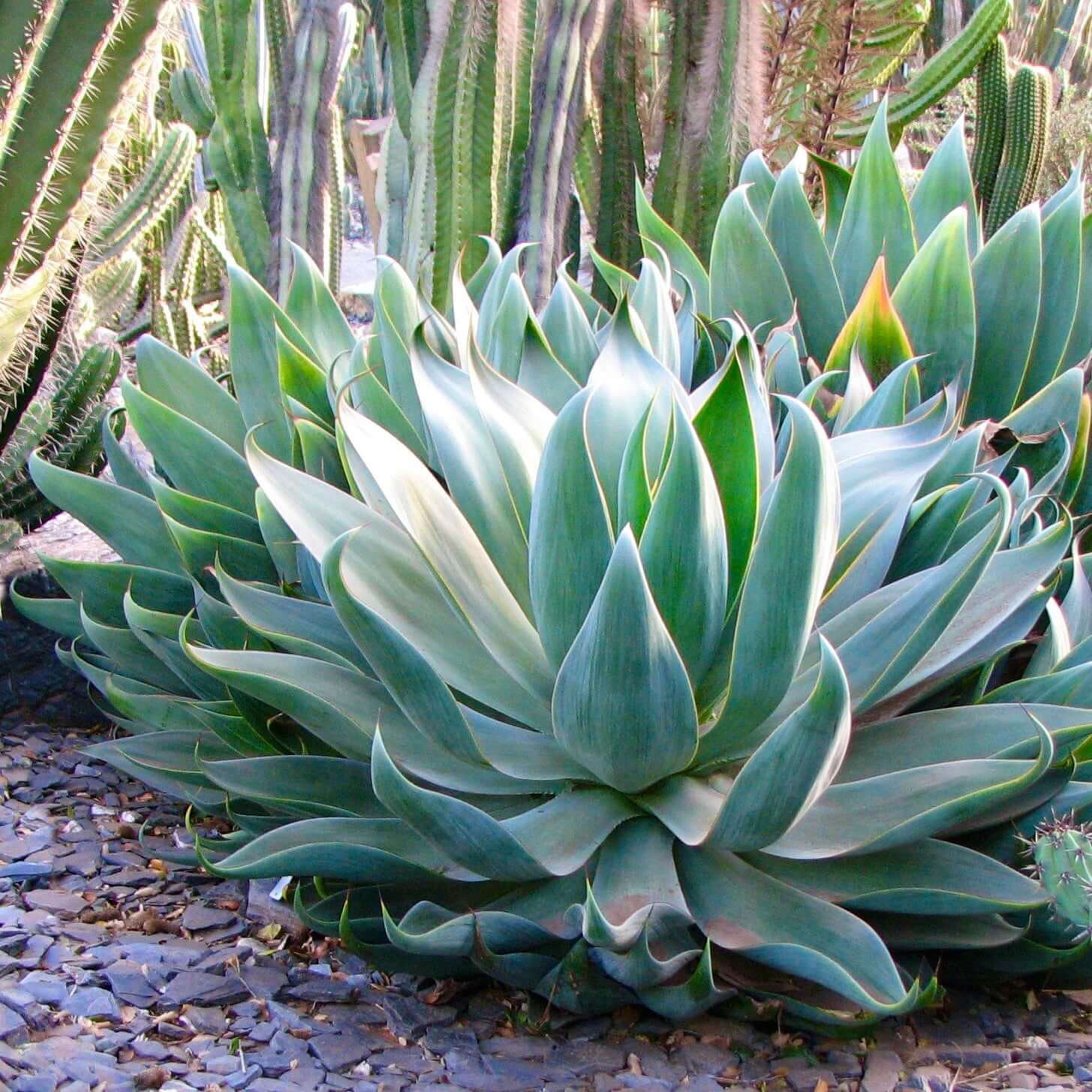 Agave Blue Flame (7823948349695)